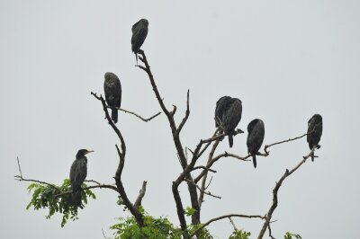 カワウ_20200628_東京港野鳥公園_レンジャー撮影