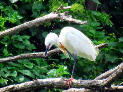 コサギ_20200612_東京港野鳥公園_古沢撮影_IMG_1352_trim