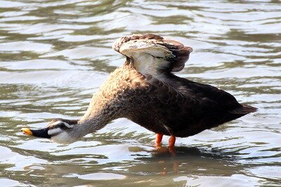 カルガモ_伸び_200816_1号観察小屋前_レンジャー撮影