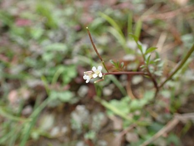 tanetukebana
