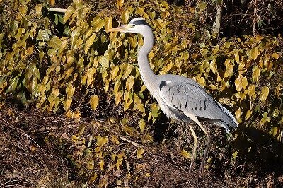 蒼鷺IMG_1519鳥