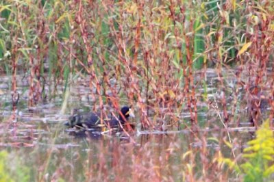 オオバン_20191014_東京港野鳥公園_恩田幸昌_MG_3855_trim