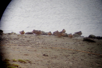 コガモ_170928_東京港野鳥公園_恩田撮影_P9280035