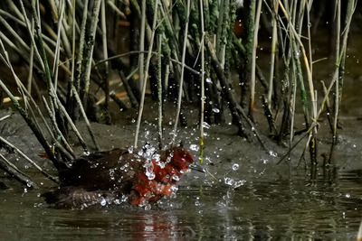 ヒクイナ_241031_東京港野鳥公園_潮入りの池_公財日本野鳥の会_レンジャー青木撮影