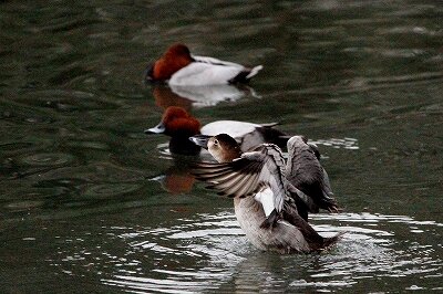 ホシハジロ_231110_東京港野鳥公園_恩田幸昌_MG_1096_trim