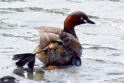 カイツブリ_170725_東京港野鳥公園_古沢撮影_IMG_0188_trim