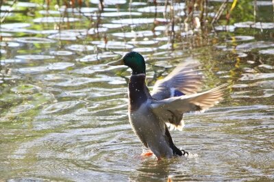 マガモ_20191121_東京港野鳥公園_恩田幸昌_MG_3958_trim