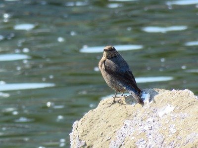 190317_イソヒヨドリ_前浜_青木撮影