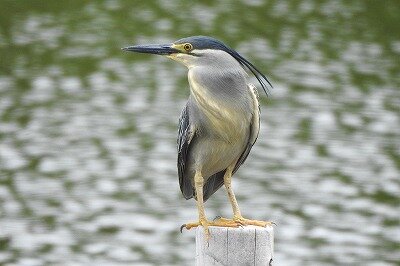 2026年6月24日の野鳥公園 : 東京港野鳥公園 レンジャーブログ