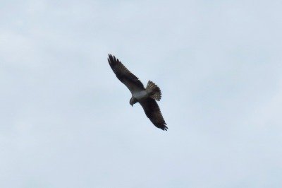 181224_ミサゴ_潮入り_青木撮影