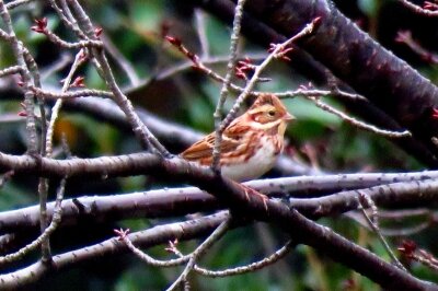 カシラダカ_191127_東園路