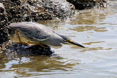 ササゴイ_230608_東京港野鳥公園_恩田幸昌_MG_1934_trim