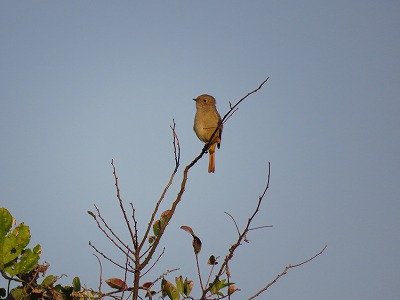 181121_ジョウビタキ_ミニ生態園_古沢撮影