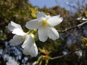 sakura