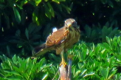 サシバ_20200806_東京港野鳥公園_レンジャー撮影