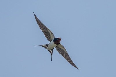 DSC_0561-2