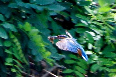 カワセミ_230608_東京港野鳥公園_恩田幸昌_MG_1874_trim