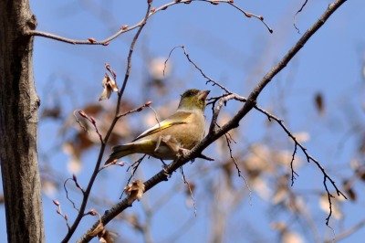 190108_カワラヒワ_自然生態園_青木撮影 (1)