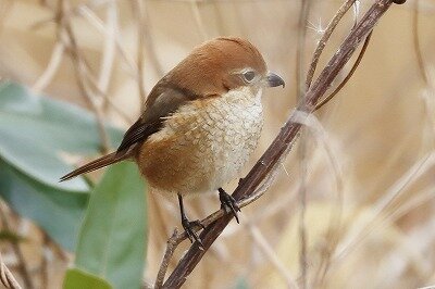 IMG_7177（トリミング）