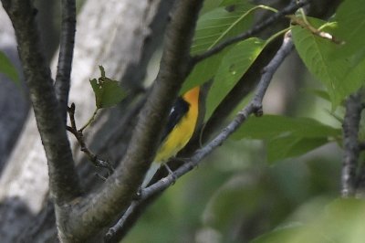 キビタキ_191001_自然生態園