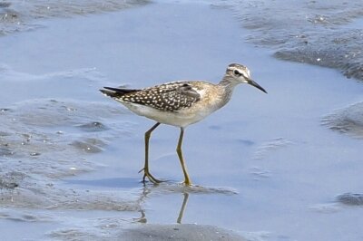 タカブシギ_20200807_東京港野鳥公園_レンジャー撮影(2)