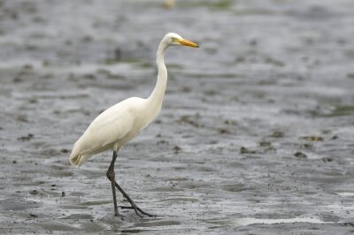 チュウサギ_20200808_東京港野鳥公園_レンジャー撮影