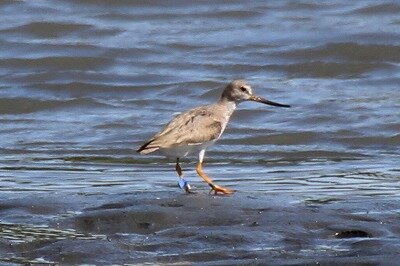 ソリハシシギ_200930_潮入りの池_レンジャー撮影