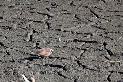 ツグミ_240224_東京港野鳥公園_恩田幸昌_IMG_0341_trim