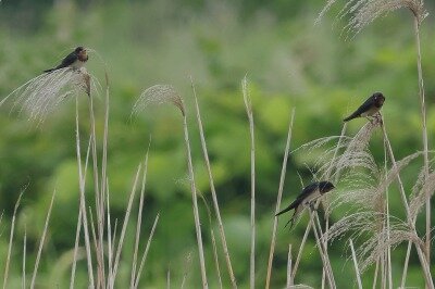 根付　「長者の鳥自慢」「鳥飼」 2026年6月14日の野鳥公園 : 東京港野鳥公園 レンジャーブログ