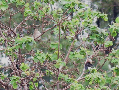 コムクドリー180927－東淡水池.-2jpg