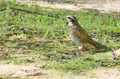 IMG_5775