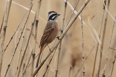 頬白0P4A7717鳥