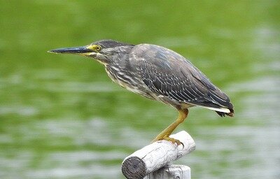 2026年6月24日の野鳥公園 : 東京港野鳥公園 レンジャーブログ