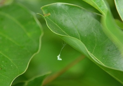 クサカゲロウー180606ー卵 (2)