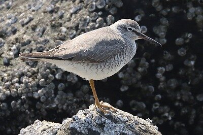 黄足鷸　IMG_0053鳥