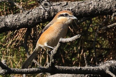 百舌鳥0P4A3113鳥