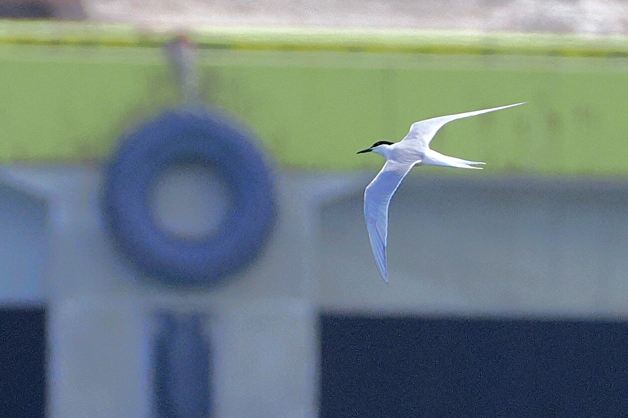 2026年5月4日の野鳥公園 : 東京港野鳥公園 レンジャーブログ