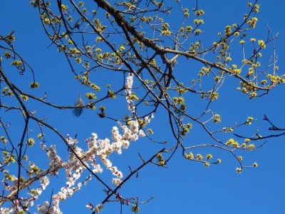 1903087_ウメ、サンシュユ_古沢撮影