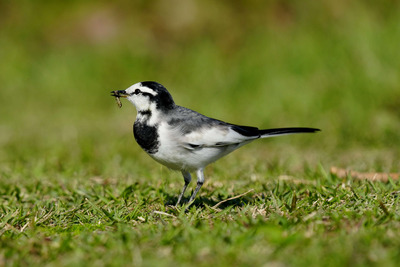 ハクセキレイ_241108_東京港野鳥公園_ミニ生態園_公財日本野鳥の会_レンジャー青木撮影