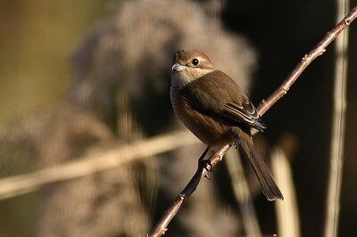 モズ_20201224_東京港野鳥公園_レンジャー撮影
