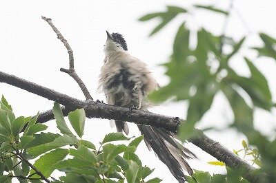 2025年6月14日の野鳥公園 : 東京港野鳥公園 レンジャーブログ