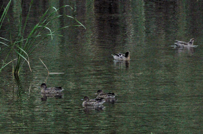 東淡水コガモたくさん