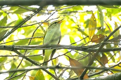 【コンビニ受取対応商品】 2025年5月4日の野鳥公園 : レンジャーブログ 東京港野鳥公園 絵画