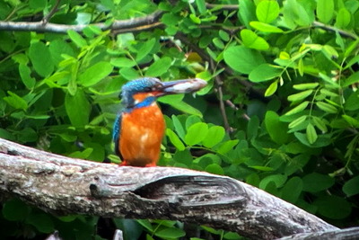 カワセミ_220501_東京港野鳥公園_恩田幸昌_IMG_0269_trim
