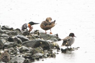 ハシビロガモ_240326_東京港野鳥公園_恩田幸昌_IMG_1199_trim