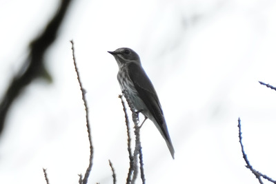 エゾビタキ_240928_東京港野鳥公園_自然生態園_公財日本野鳥の会_レンジャー青木撮影