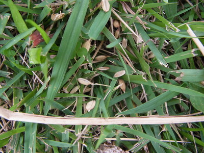 はざうまにやってきたスズメ20151010（森撮影） (7)