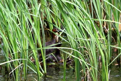 カイツブリ_170429_東京港野鳥公園_恩田撮影_MG_3025_trim