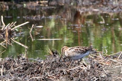 タシギ_230509_東京港野鳥公園_恩田幸昌_MG_9622_trim