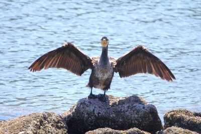 ウミウ_240322_東京港野鳥公園_恩田幸昌_IMG_1058_trim
